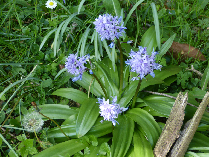 Scilla lilo-hyacinthus.JPG