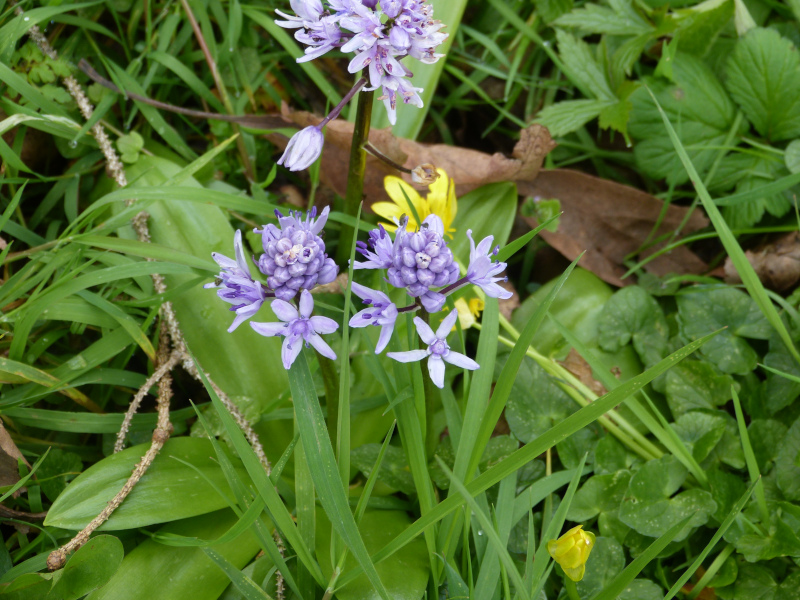 Scilla lilo-hyacinthus.JPG