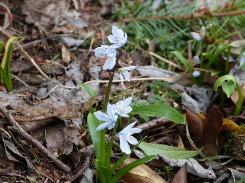 Scilla mischtschenkoana.JPG