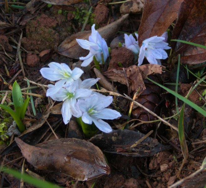 Scilla mischtshenkoana.JPG