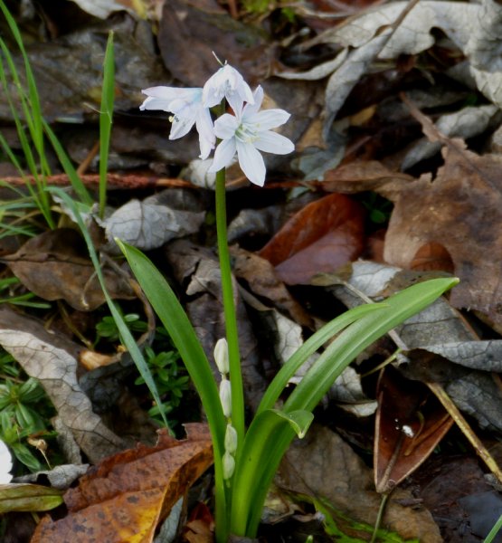 Scilla mischtshenkoana.JPG