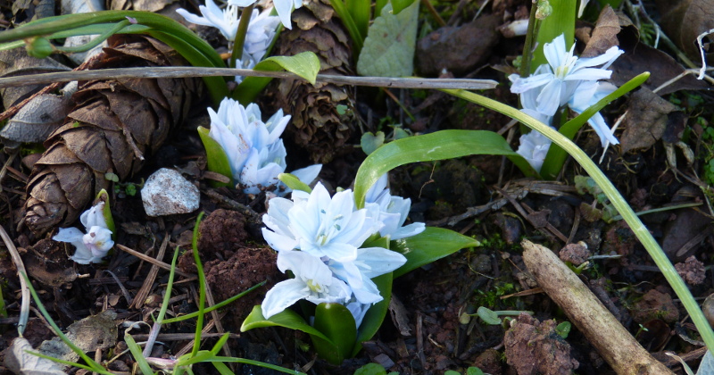 Scilla mischtshenkoana.JPG