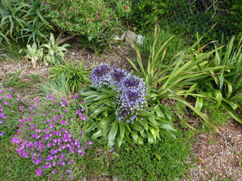 Scilla peruviana 2017.JPG