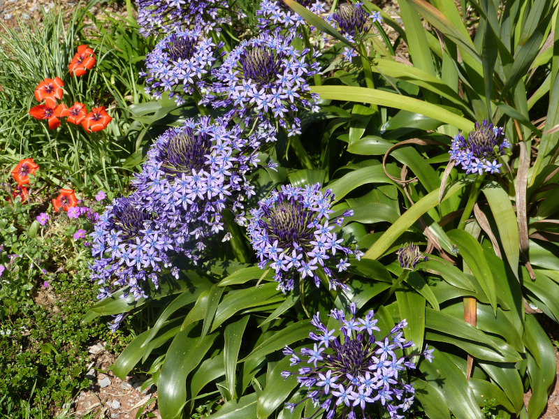 Scilla peruviana hughii.JPG
