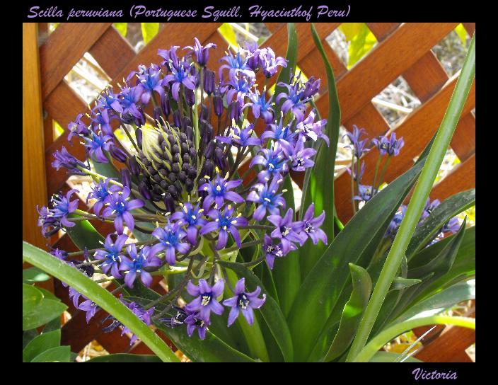 Scilla (Portuguese Squill).JPG
