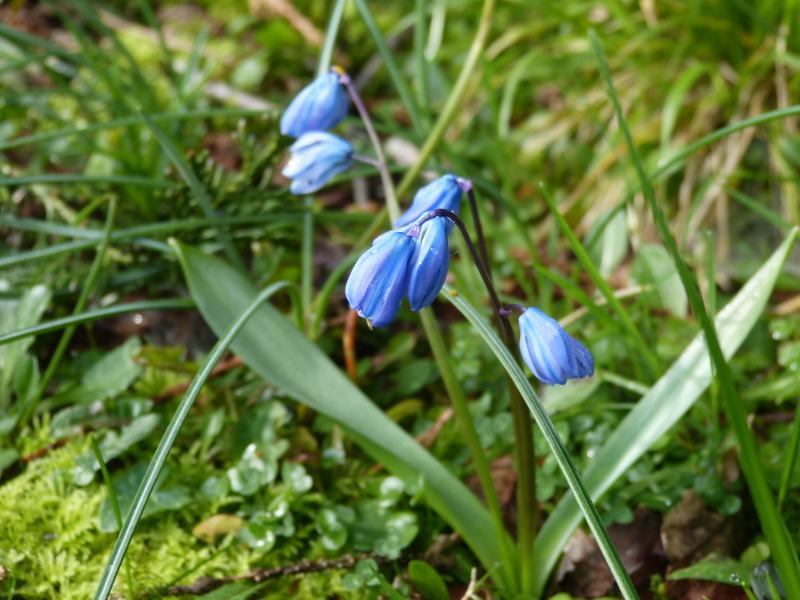 Scilla sibierica Emem.JPG