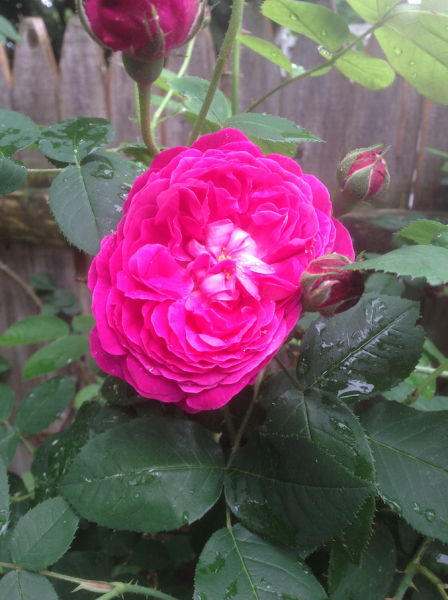 Screen Shot 2014-06-14 at 1.51.29 PM.png