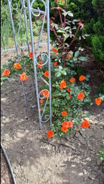 Screenshot 2023-05-30 193641.jpg