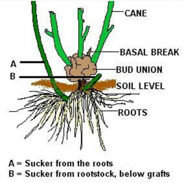 Screenshot 2024-03-20 160105.png