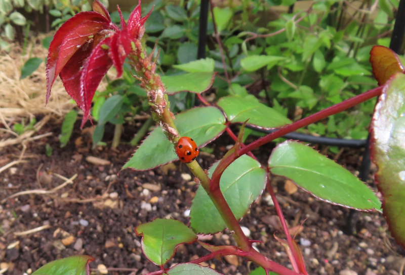 Screenshot 2024-03-21 115752.png