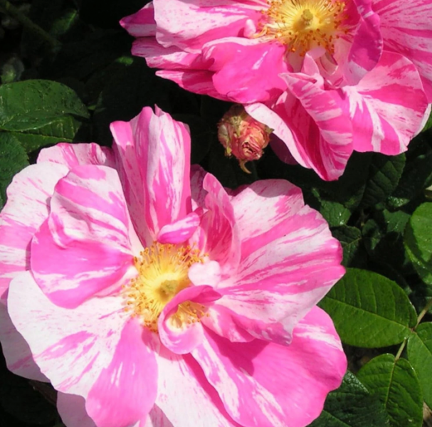 Screenshot 2025-05-19 080001.png