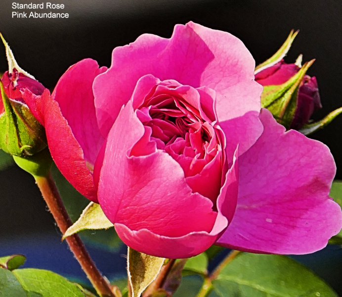 Screenshot 2025-06-03 182314.png