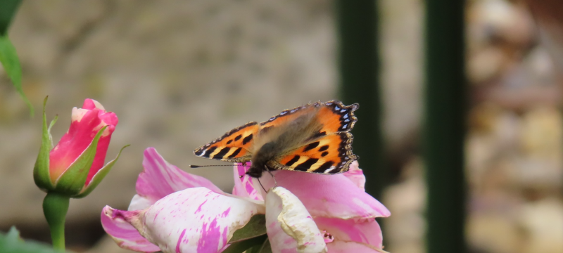 Screenshot 2025-06-09 132622.png