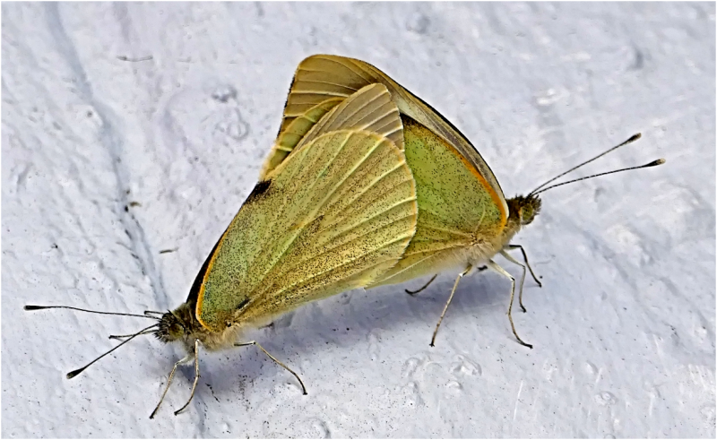 Screenshot 2025-06-27 180317.png