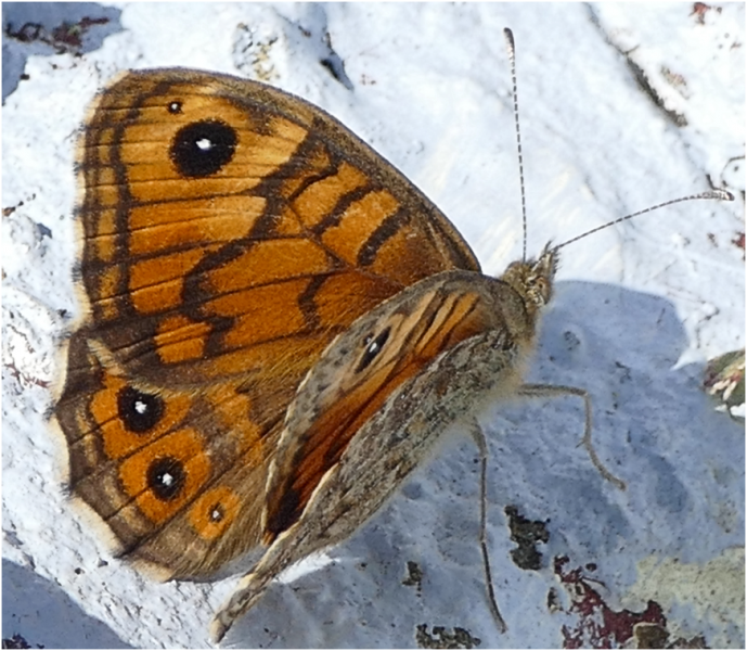 Screenshot 2025-07-08 140133.png