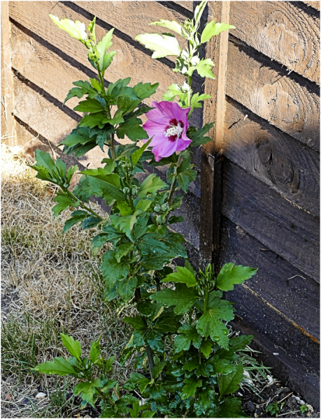 Screenshot 2025-07-13 112553.png