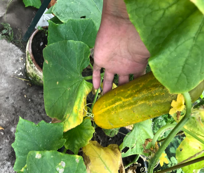 Screenshot 2025-07-20 182853.png