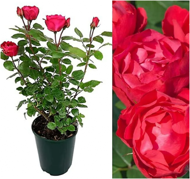 Screenshot 2025-08-02 145350.png