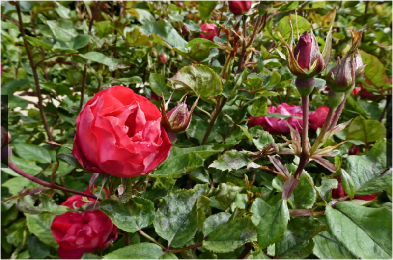 Screenshot 2025-08-02 150901.png