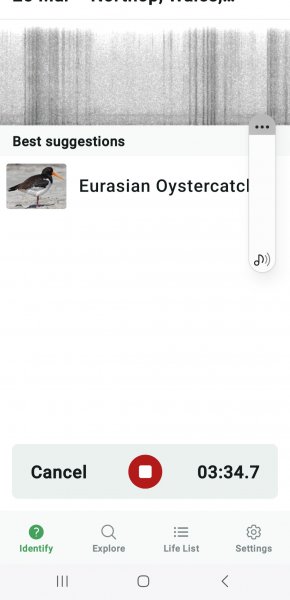 Screenshot_20250325_190535_Merlin Bird ID.jpg
