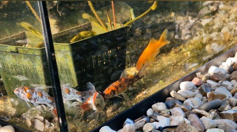 Screenshot_20250519_203730_Video Maker.jpg