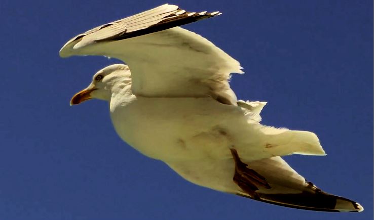 Seagull 1.JPG