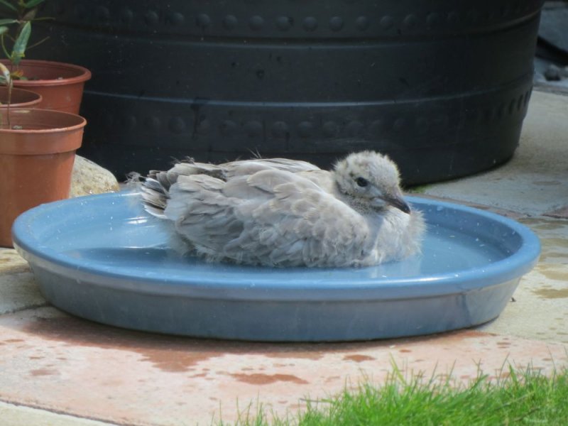 Seagull Fledgeling (1).JPG