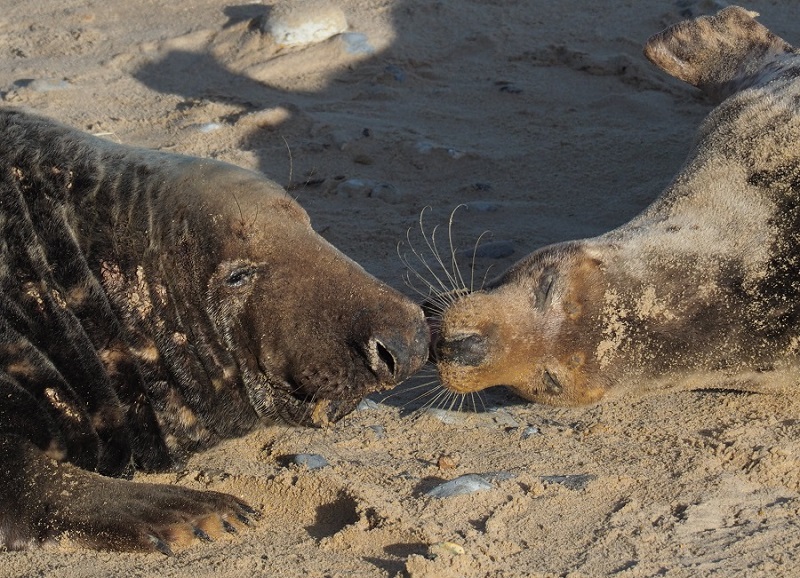 Seal snog.jpg