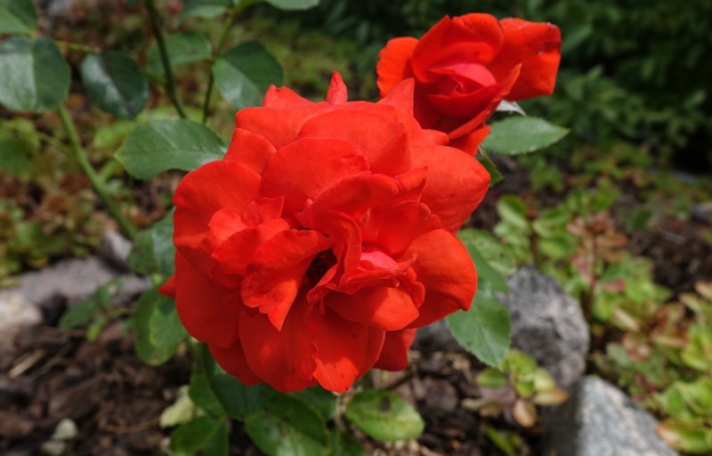 Second Kodes Brilliant 2021.jpg