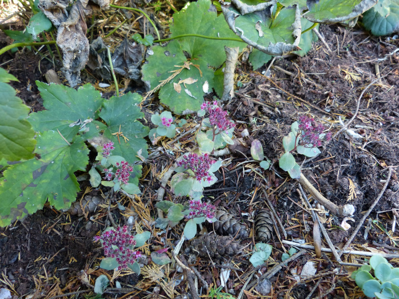 Sedum 1.JPG