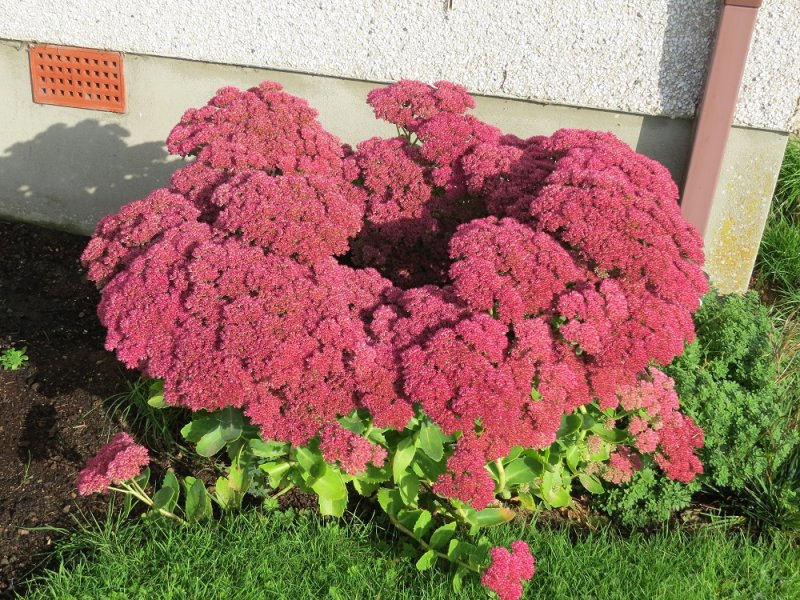 Sedum (1).JPG