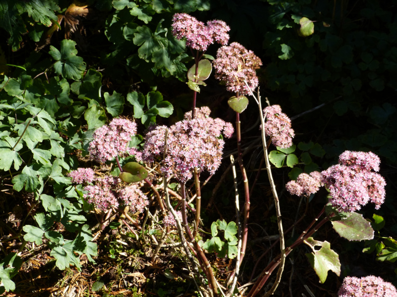 Sedum 2.JPG