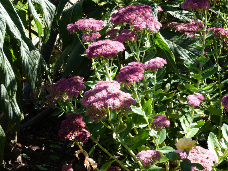 Sedum 4.JPG