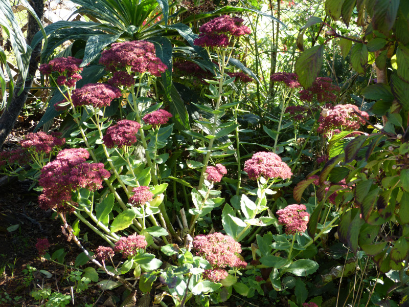 Sedum 5.JPG