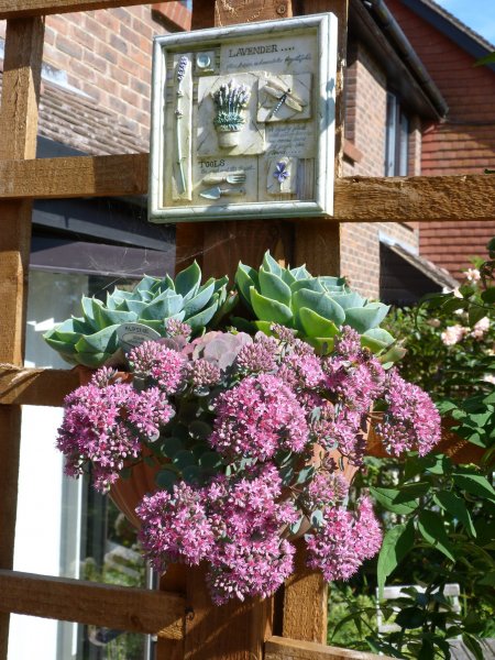 Sedum 8 September 2012 001.JPG