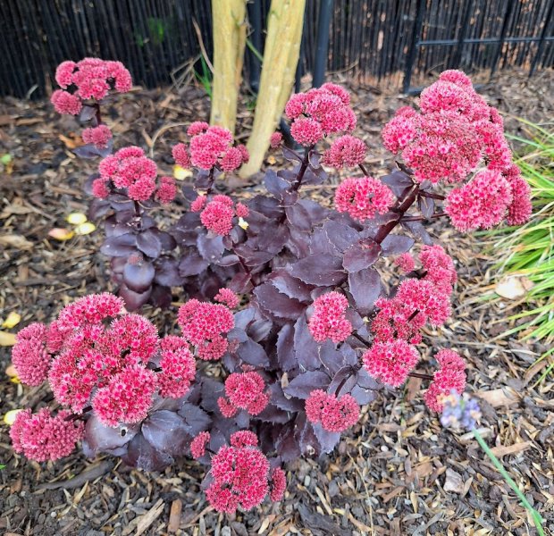 sedum.jpg