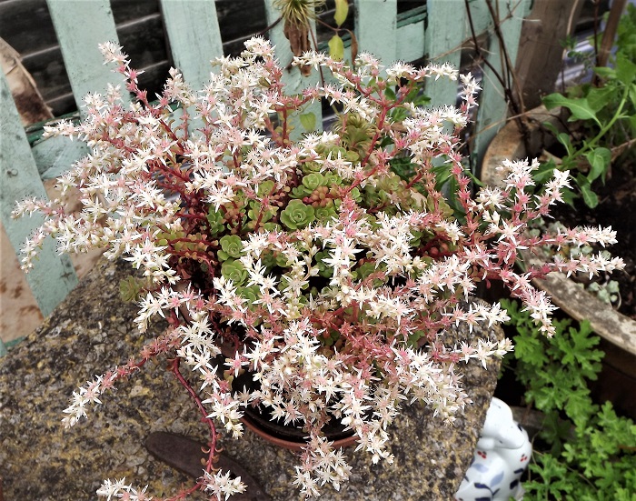 Sedum merii.jpg