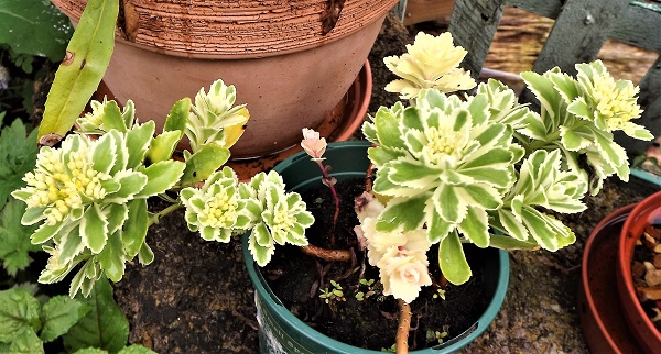 Sedum takesemense 'Atlantis'.jpg