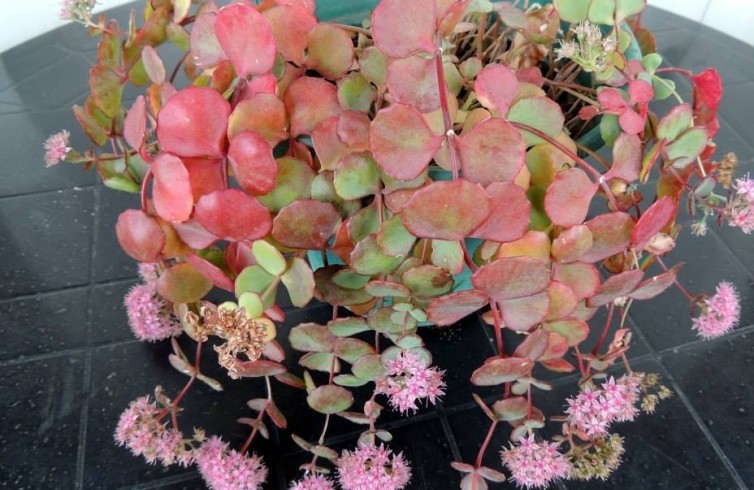 Sedum_sieboldii_23657_l~2.jpg