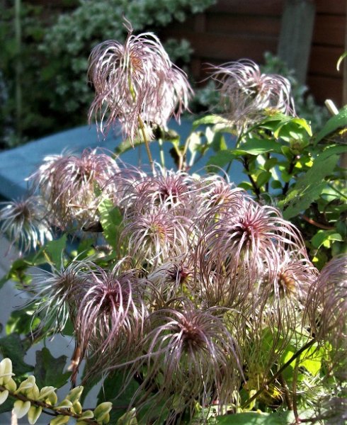 Seed heads.jpg