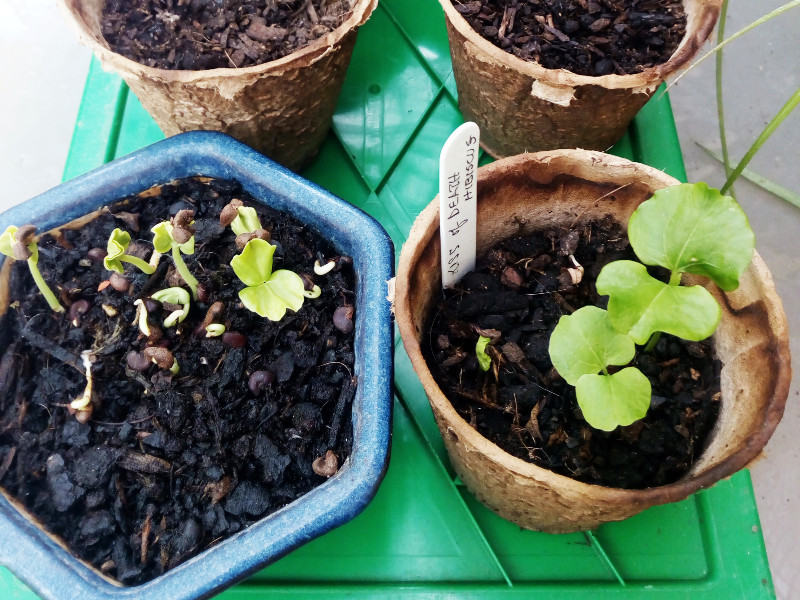 Seed Pots 17 Jun.jpg