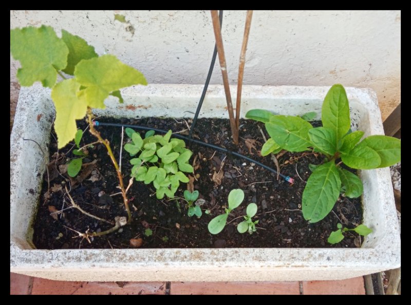 Seedlings in Pot 14 Mar 20.jpg