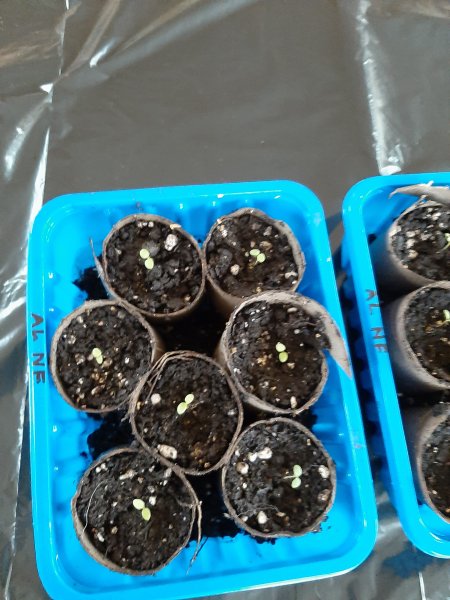 seedlings.jpg