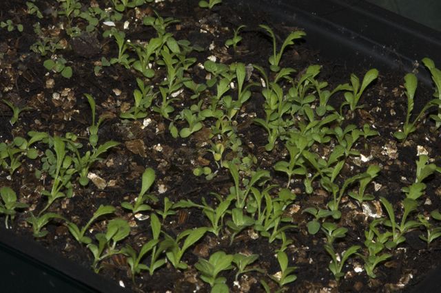 seedlings.jpg