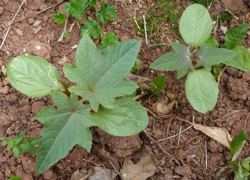 Self seeded Ricinus.JPG