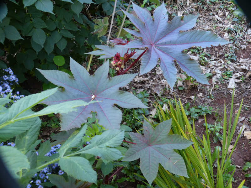 Selfseeded Ricinus 2.JPG