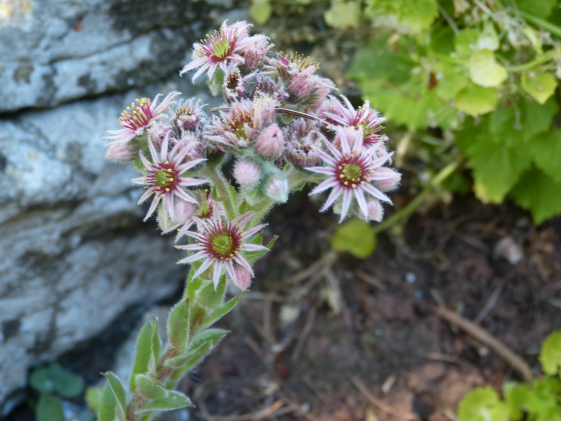 Sempervivum.JPG
