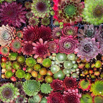 sempervivum-mix750x750_2.jpg