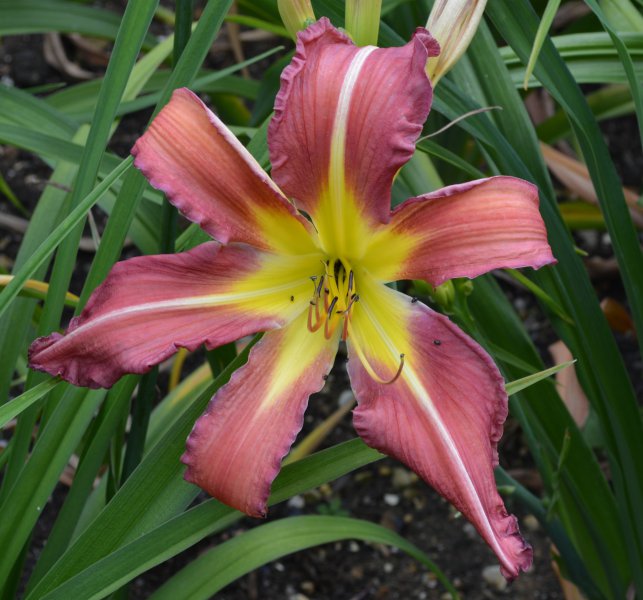 sensual sensation.JPG