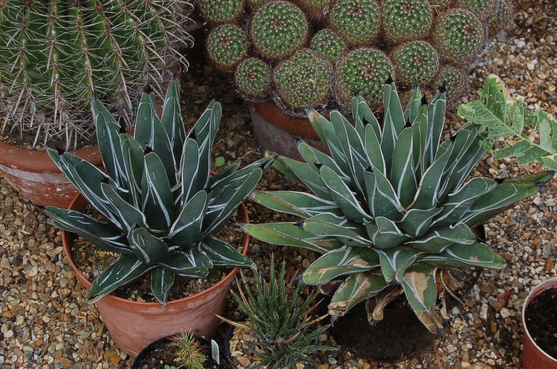 September 13 250.jpg